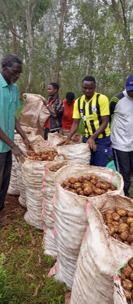 bdi burundi pommedeterre 01 0602024 cnddfddcommunengozi