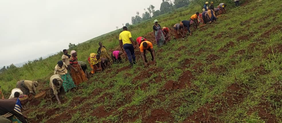 bdi burundi pommedeterre 03 0602024 cnddfddcommunengozi