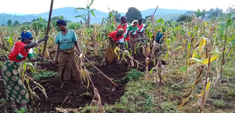 Burundi / Bakenyerarugamba CNDD-FDD : Gihanga à Bururi, où l’entraide devient force.
