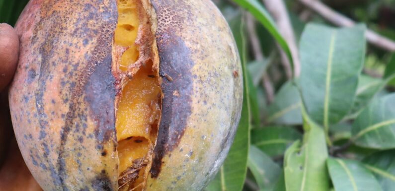 Burundi : ADISCO, ADIP exigent une action immédiate contre l’épidémie fruitière.