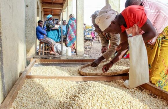 Burundi : Les producteurs de maïs à Ruyigi veulent du cash de l’ANAGESSA.