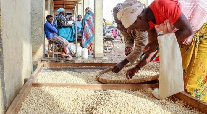 Burundi : Les producteurs de maïs à Ruyigi veulent du cash de l’ANAGESSA.