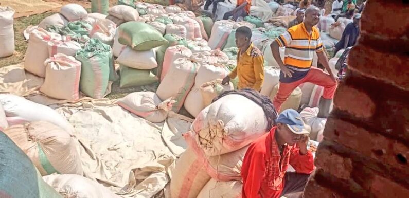 Burundi : Boom de la production de maïs à Karusi.