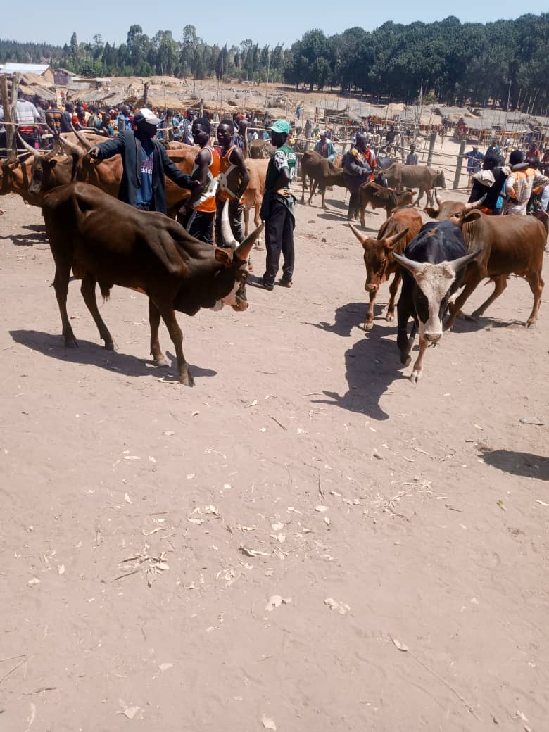 bdi burundi elevage 01 17062024 jimbere