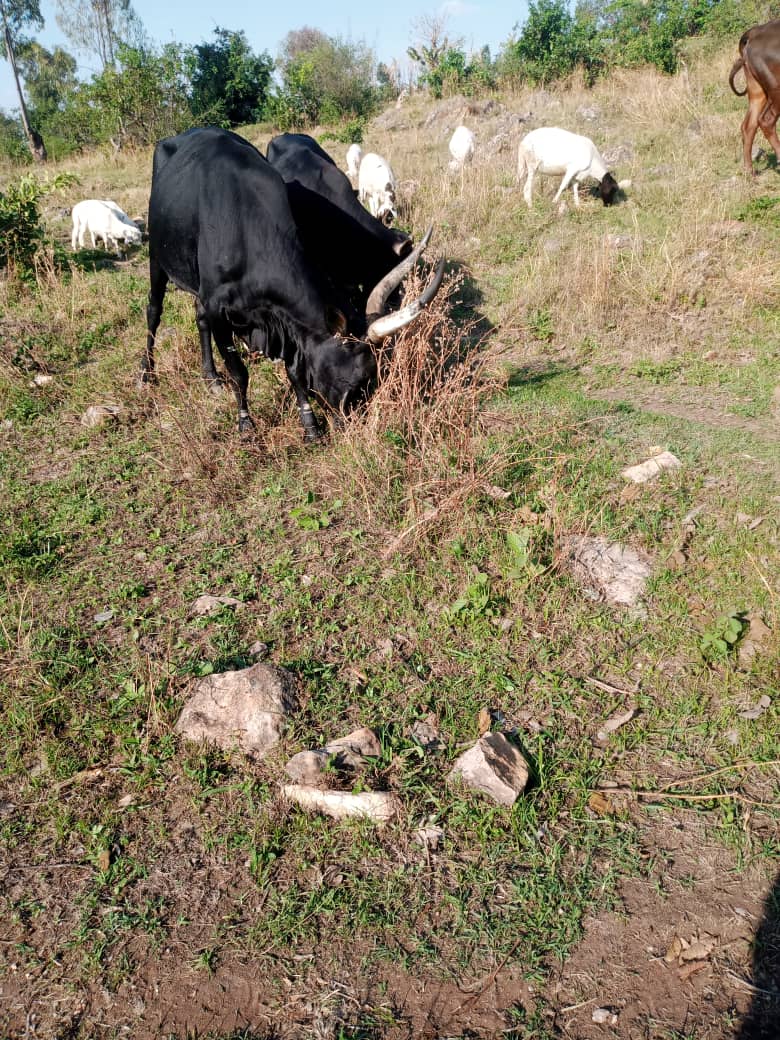 bdi burundi elevage 02 17062024 jimbere