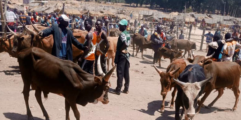 Burundi : Impact des commerçants tanzaniens sur les prix des vaches à Cankuzo.