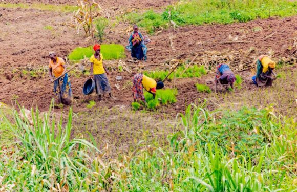 Burundi : La mise en commun des terres entre agriculteurs à Butihinda