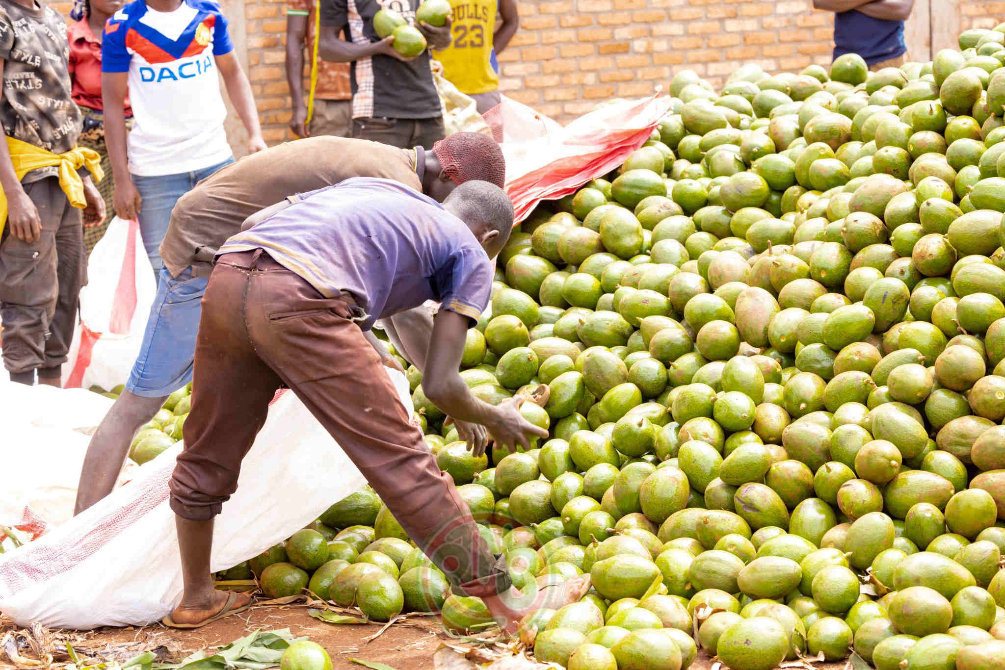 Burundi : Les avocats de Muyinga, un véritable moteur socio-économique