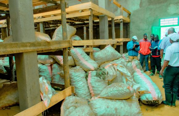 Burundi : Mission conjointe Gouvernement–IFDC à Kayanza et Ngozi