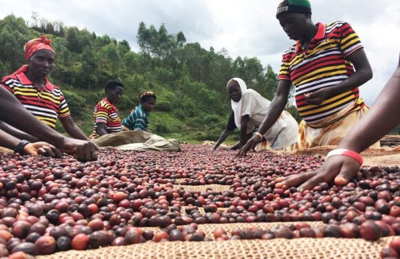 Burundi / Café : Bujumbura mise sur la Chine et la transformation locale