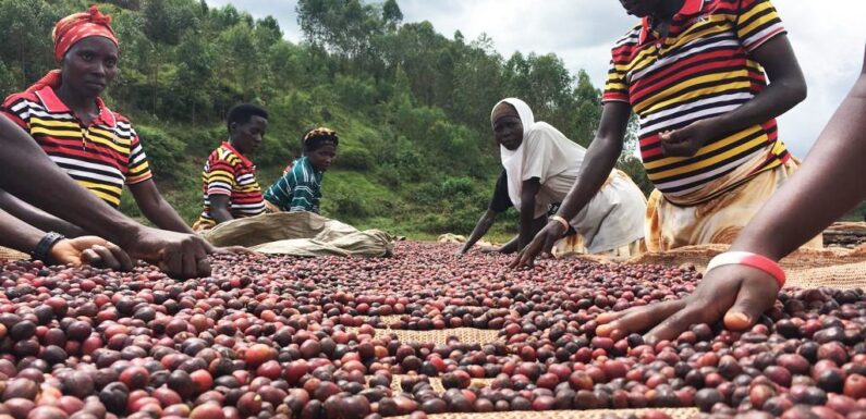 Burundi / Café : Bujumbura mise sur la Chine et la transformation locale